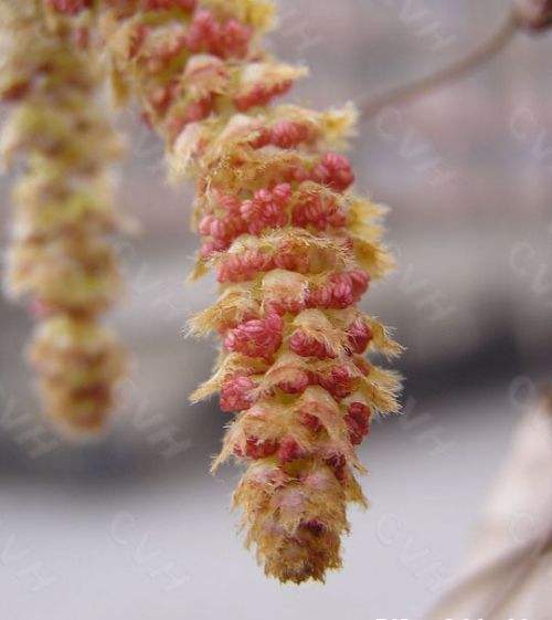 果樹苗木,入秋以后可栽種哪些樹苗？